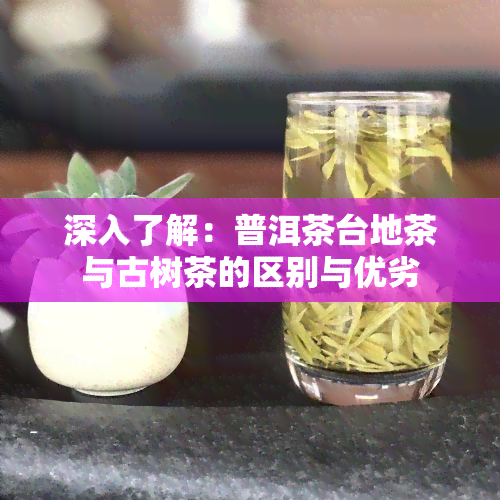 深入了解：普洱茶台地茶与古树茶的区别与优劣