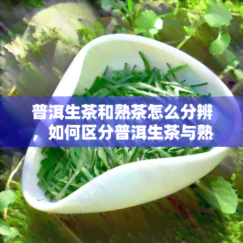 普洱生茶和熟茶怎么分辨，如何区分普洱生茶与熟茶？