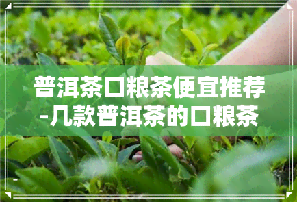 普洱茶口粮茶便宜推荐-几款普洱茶的口粮茶