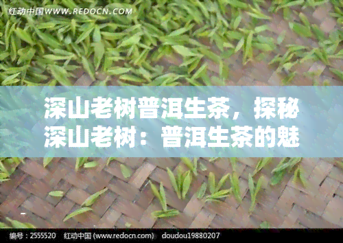 深山老树普洱生茶，探秘深山老树：普洱生茶的魅力与故事