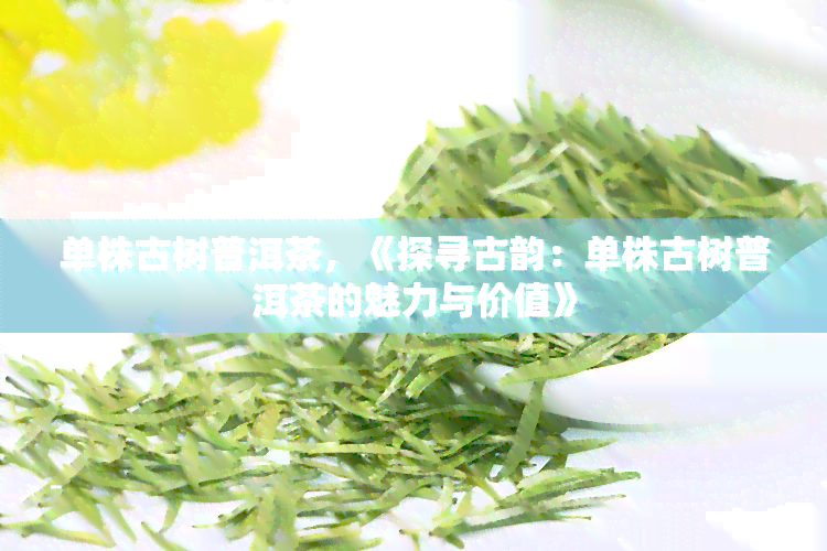 单株古树普洱茶，《探寻古韵：单株古树普洱茶的魅力与价值》