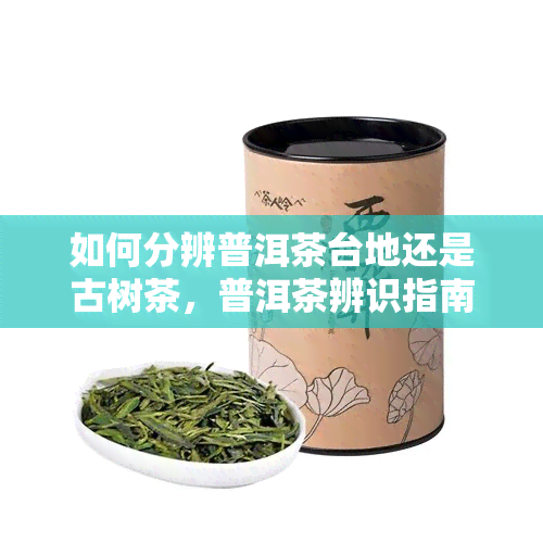 如何分辨普洱茶台地还是古树茶，普洱茶辨识指南：如何区分台地茶与古树茶？