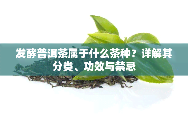 发酵普洱茶属于什么茶种？详解其分类、功效与禁忌