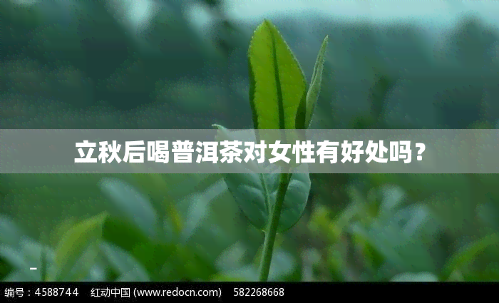 立秋后喝普洱茶对女性有好处吗？