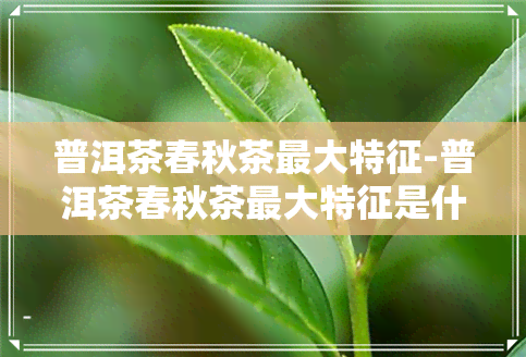 普洱茶春秋茶更大特征-普洱茶春秋茶更大特征是什么