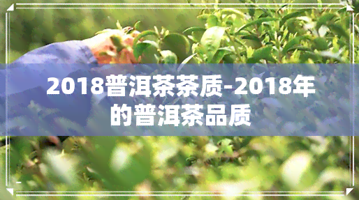 2018普洱茶茶质-2018年的普洱茶品质