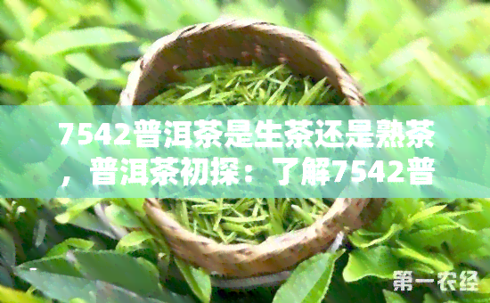 7542普洱茶是生茶还是熟茶，普洱茶初探：了解7542普洱茶，它是生茶还是熟茶？