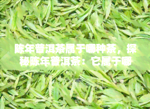 陈年普洱茶属于哪种茶，探秘陈年普洱茶：它属于哪一类茶？