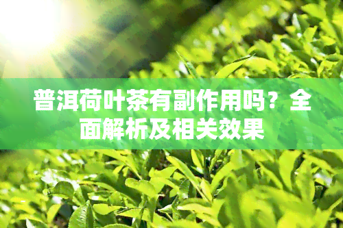 普洱荷叶茶有副作用吗？全面解析及相关效果