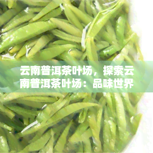 云南普洱茶叶场，探索云南普洱茶叶场：品味世界顶级茶香的源头