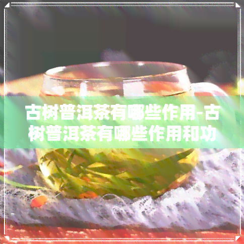 古树普洱茶有哪些作用-古树普洱茶有哪些作用和功效