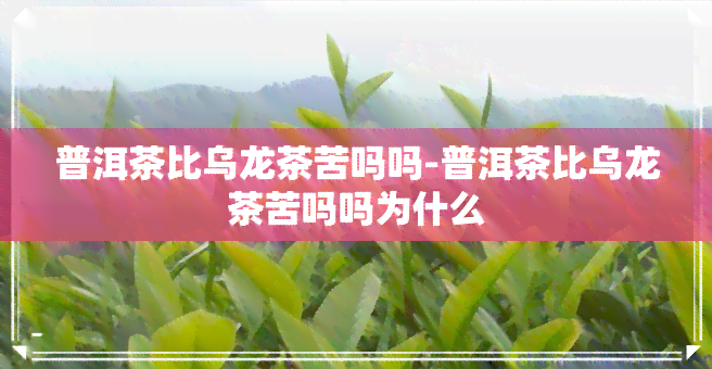 普洱茶比乌龙茶苦吗吗-普洱茶比乌龙茶苦吗吗为什么