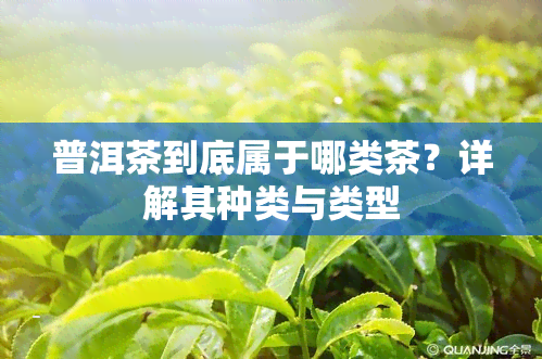 普洱茶到底属于哪类茶？详解其种类与类型