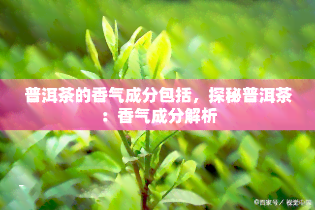 普洱茶的香气成分包括，探秘普洱茶：香气成分解析