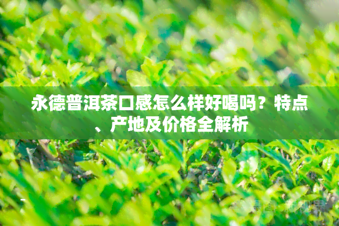 永德普洱茶口感怎么样好喝吗？特点、产地及价格全解析