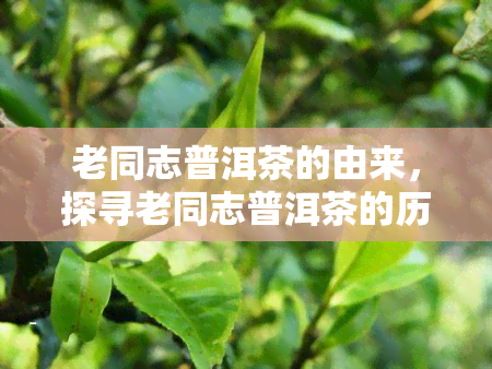 老同志普洱茶的由来，探寻老同志普洱茶的历渊源