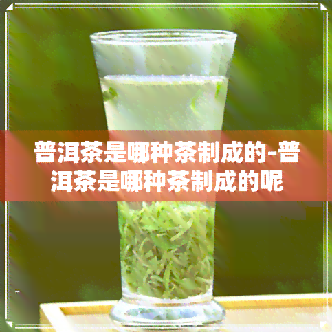 普洱茶是哪种茶制成的-普洱茶是哪种茶制成的呢