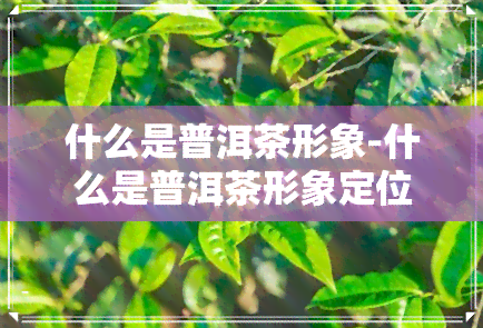 什么是普洱茶形象-什么是普洱茶形象定位