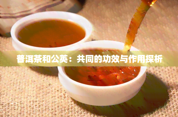 普洱茶和公英：共同的功效与作用探析