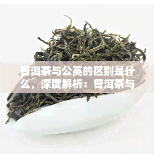 普洱茶与公英的区别是什么，深度解析：普洱茶与公英的五大区别，你了解吗？