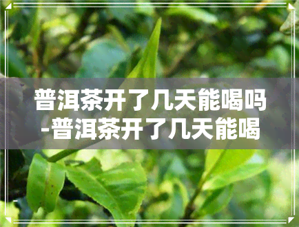 普洱茶开了几天能喝吗-普洱茶开了几天能喝吗有吗