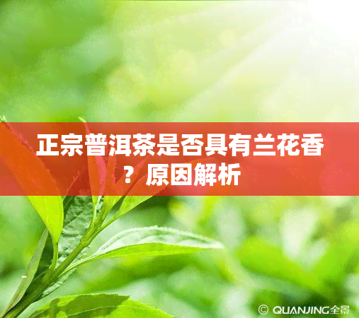 正宗普洱茶是否具有兰花香？原因解析