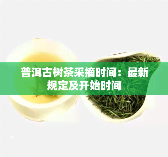 普洱古树茶采摘时间：最新规定及开始时间