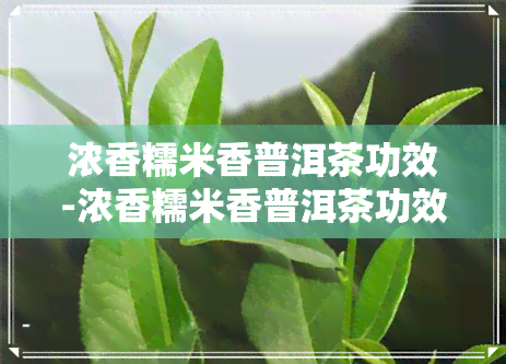 浓香糯米香普洱茶功效-浓香糯米香普洱茶功效与作用