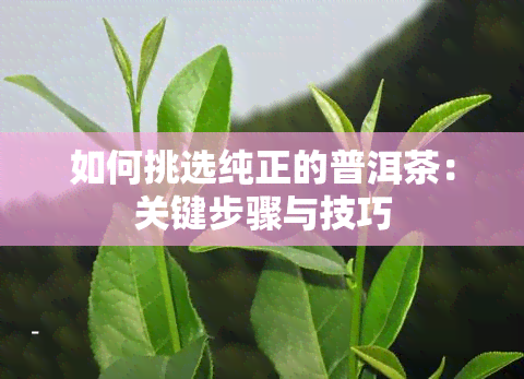 如何挑选纯正的普洱茶：关键步骤与技巧