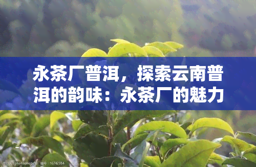 永茶厂普洱，探索云南普洱的韵味：永茶厂的魅力所在