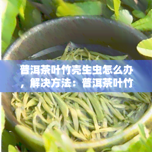 普洱茶叶竹壳生虫怎么办，解决方法：普洱茶叶竹壳生虫怎么办？