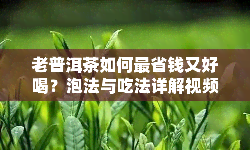 老普洱茶如何最省钱又好喝？泡法与吃法详解视频