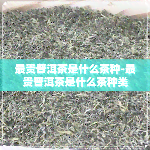 最贵普洱茶是什么茶种-最贵普洱茶是什么茶种类