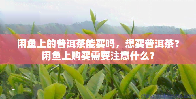 闲上的普洱茶能买吗，想买普洱茶？闲上购买需要注意什么？