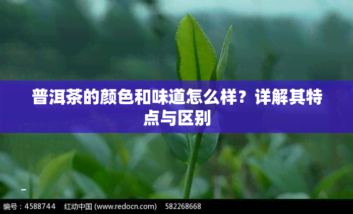 普洱茶的颜色和味道怎么样？详解其特点与区别