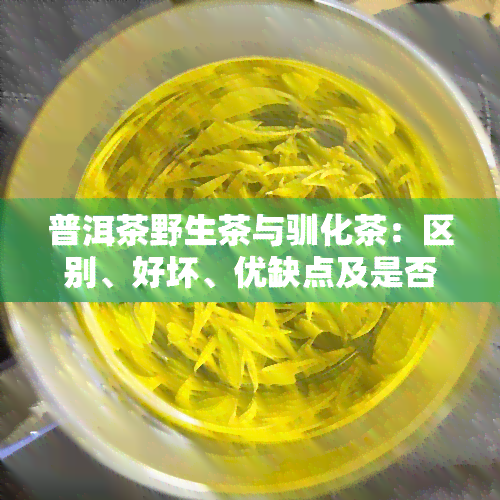 普洱茶野生茶与驯化茶：区别、好坏、优缺点及是否为生茶？探究野生型普洱茶及其在百度百科的地位