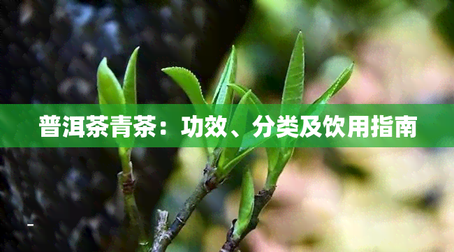 普洱茶青茶：功效、分类及饮用指南