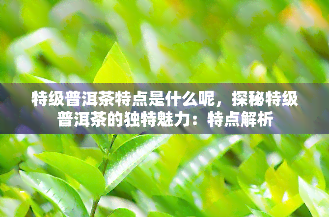 特级普洱茶特点是什么呢，探秘特级普洱茶的独特魅力：特点解析