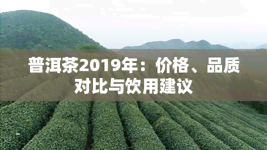 普洱茶2019年：价格、品质对比与饮用建议