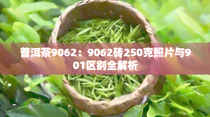 普洱茶9062：9062砖250克照片与901区别全解析