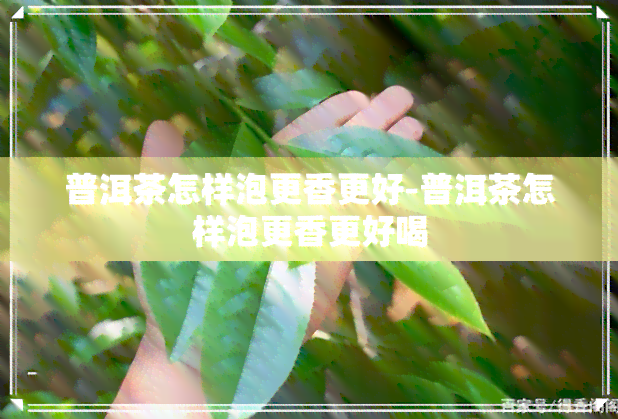 普洱茶怎样泡更香更好-普洱茶怎样泡更香更好喝