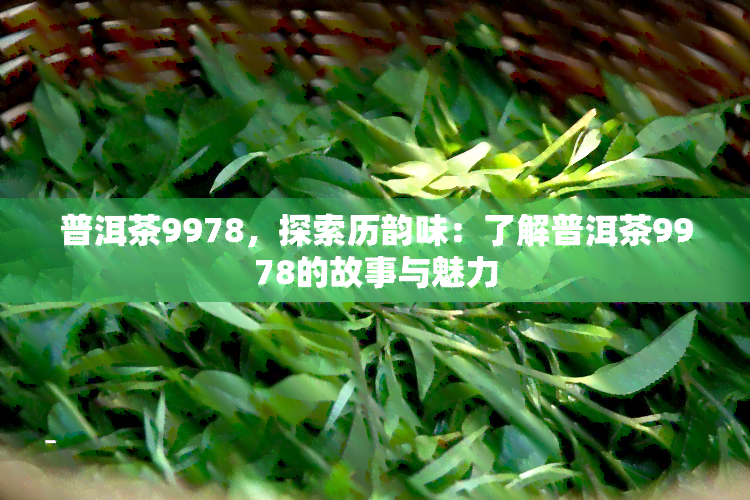 普洱茶9978，探索历韵味：了解普洱茶9978的故事与魅力