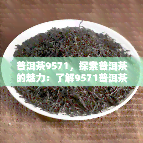 普洱茶9571，探索普洱茶的魅力：了解9571普洱茶的独特之处