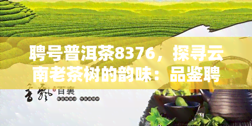 聘号普洱茶8376，探寻云南老茶树的韵味：品鉴聘号普洱茶8376