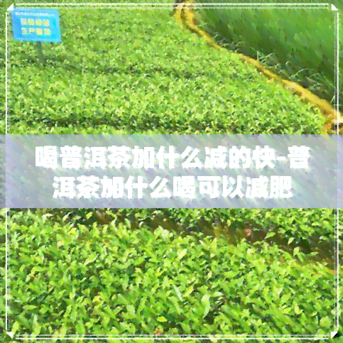 喝普洱茶加什么减的快-普洱茶加什么喝可以减肥