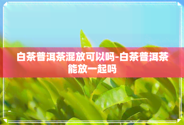 白茶普洱茶混放可以吗-白茶普洱茶能放一起吗