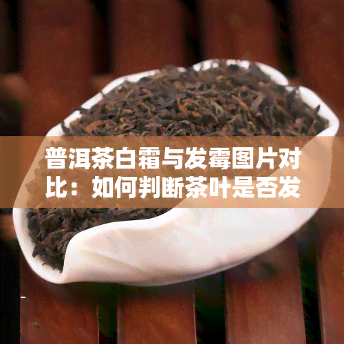 普洱茶白霜与发霉图片对比：如何判断茶叶是否发霉？