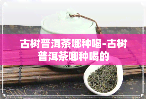 古树普洱茶哪种喝-古树普洱茶哪种喝的