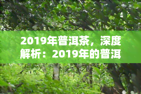 2019年普洱茶，深度解析：2019年的普洱茶市场趋势与品质特点