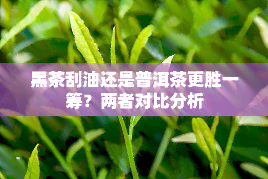 黑茶刮油还是普洱茶更胜一筹？两者对比分析